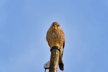 turmfalke 4