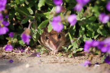 waldmaus 1