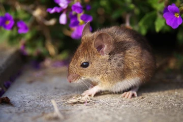 waldmaus 2