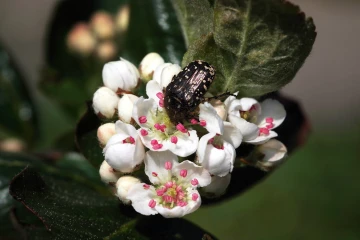 kaefer aronia