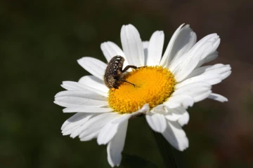 kaefer margerite