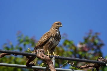 maeusebussard 1