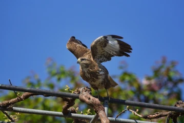 maeusebussard 2