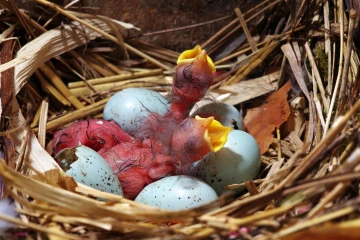 star nest junge 01