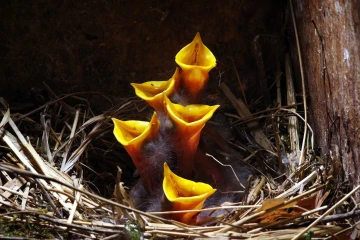 star nest junge 010