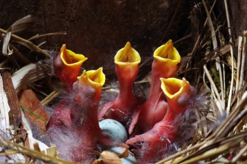 star nest junge 02