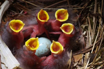 star nest junge 03