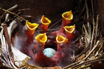 star nest junge 04