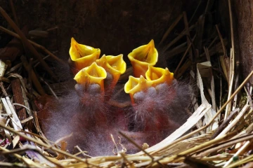 star nest junge 05