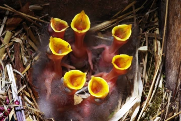 star nest junge 06