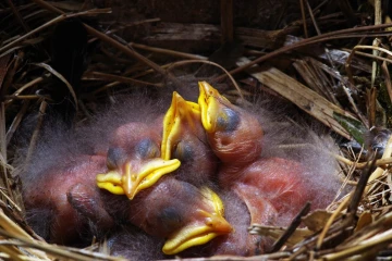 star nest junge 07