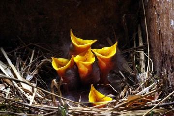 star nest junge 08