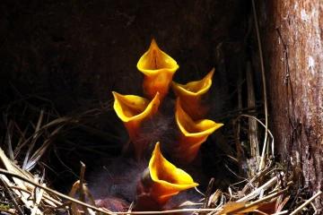 star nest junge 09