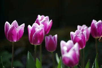 tulpen02