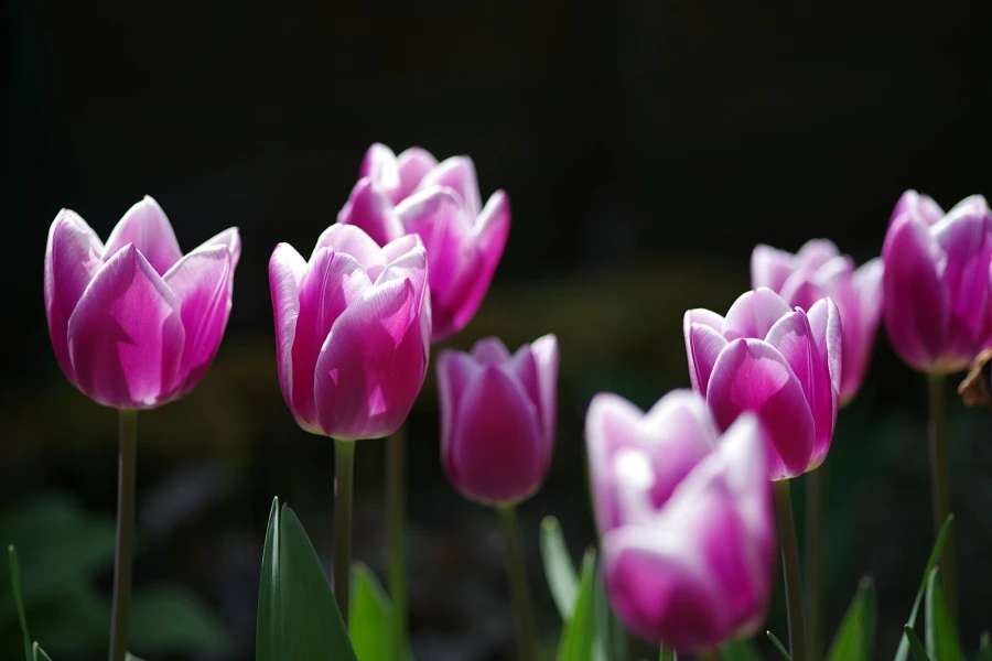 tulpen02