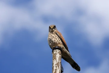 turmfalke 5