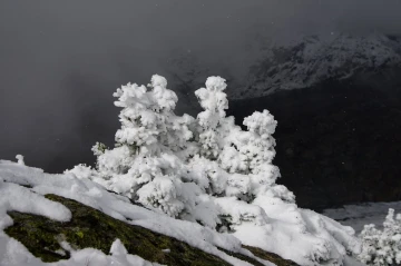 aletsch schnee2