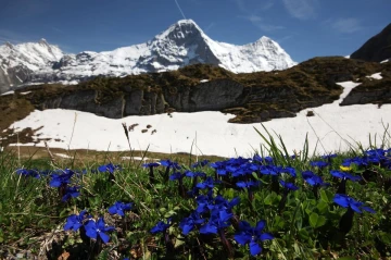 eiger enzian