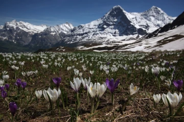 krokus eiger1