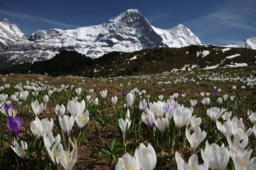 krokus eiger2