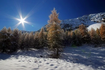 lerchen schnee3