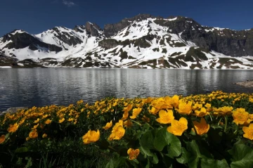 melchsee sumpfdotter