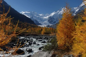morteratsch lerchen1