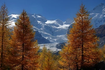 morteratsch lerchen3