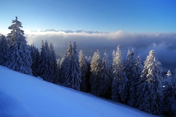 baum schnee1