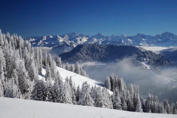 baum schnee2