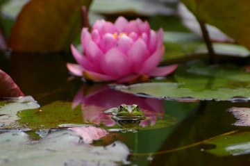 frosch seerose