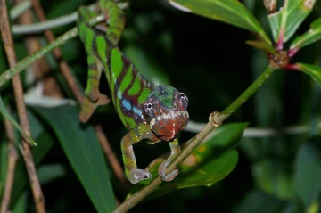 kamelion