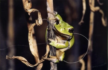 laubfrosch