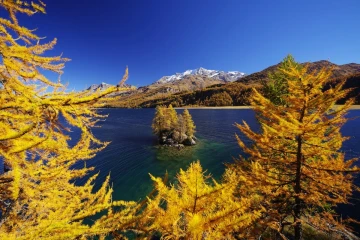 lerchen engadin2