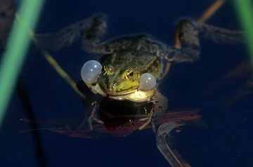 wasserfrosch quakt