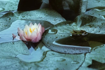 wasserfrosch seerose