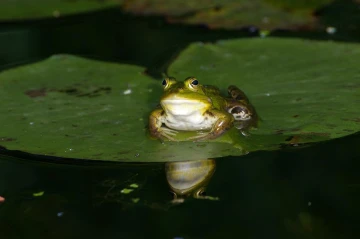 wasserfrosch1