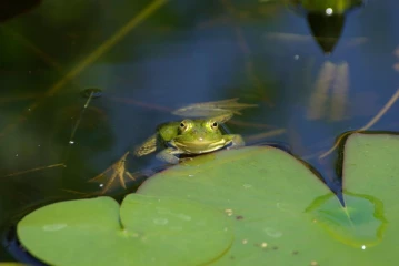 wasserfrosch2