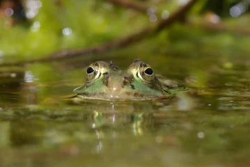 wasserfrosch3