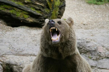 baer