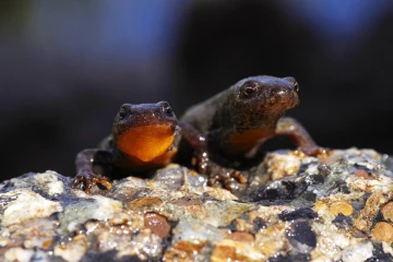bergmolch2