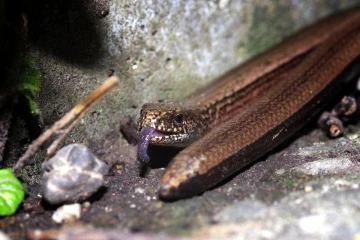 blindschleiche2