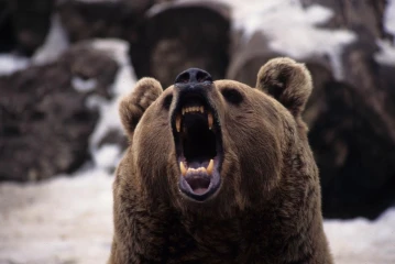 braunbaer