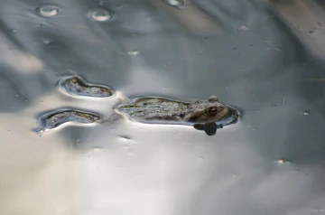 erdkroete01
