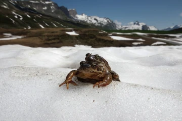frosch paar schnee4