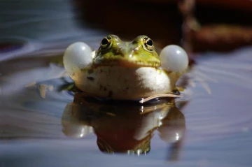 frosch quack