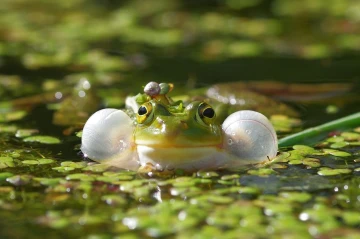 frosch quack1