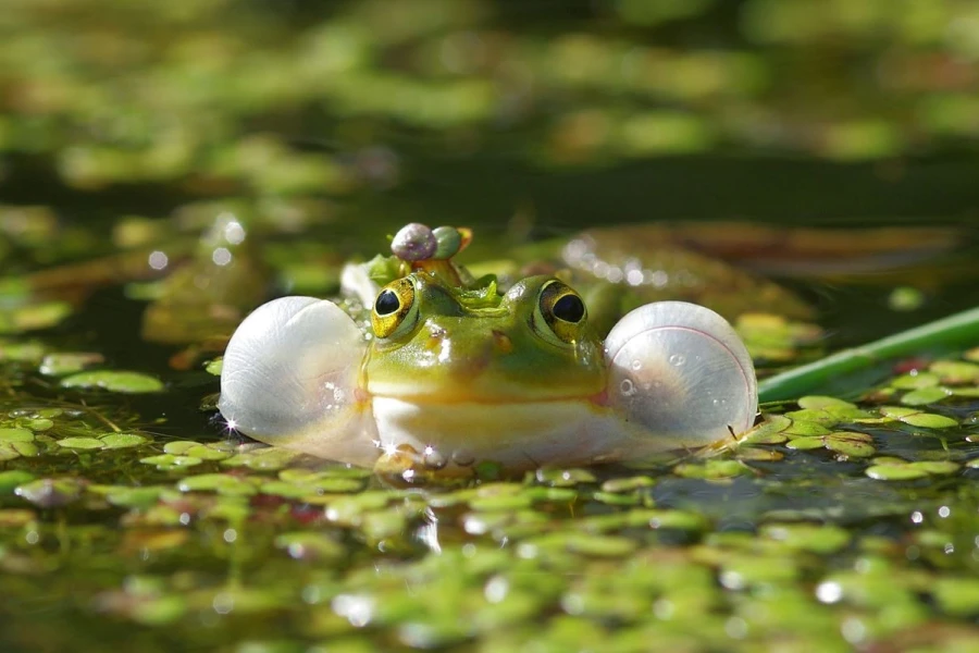 frosch quack1