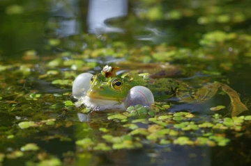 frosch quack2