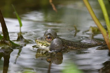 frosch quak